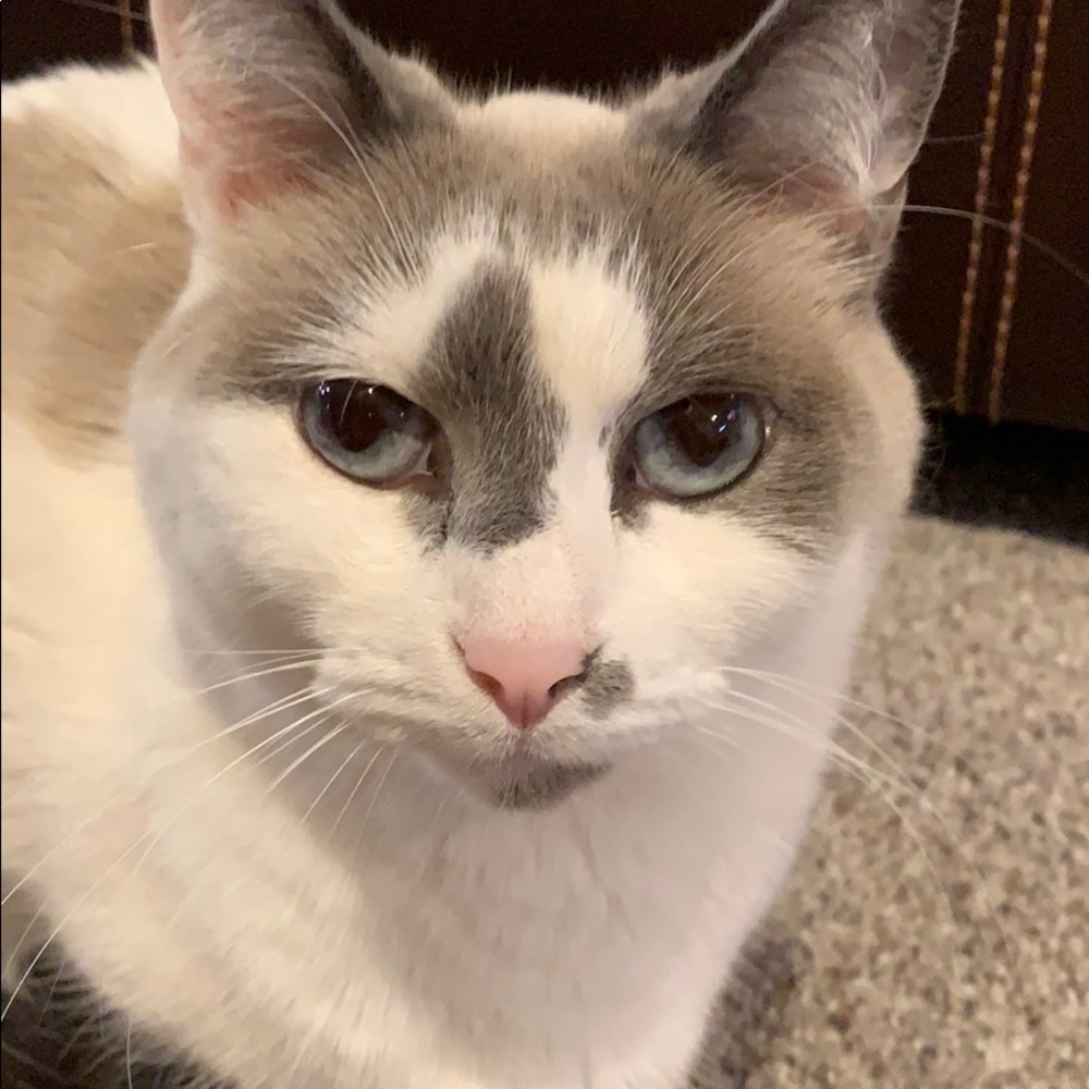 Meet your Posher, Melissa